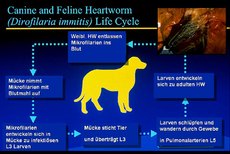 Herzwurmerkrankung beim Tier Informationenseiten der Abteilung für